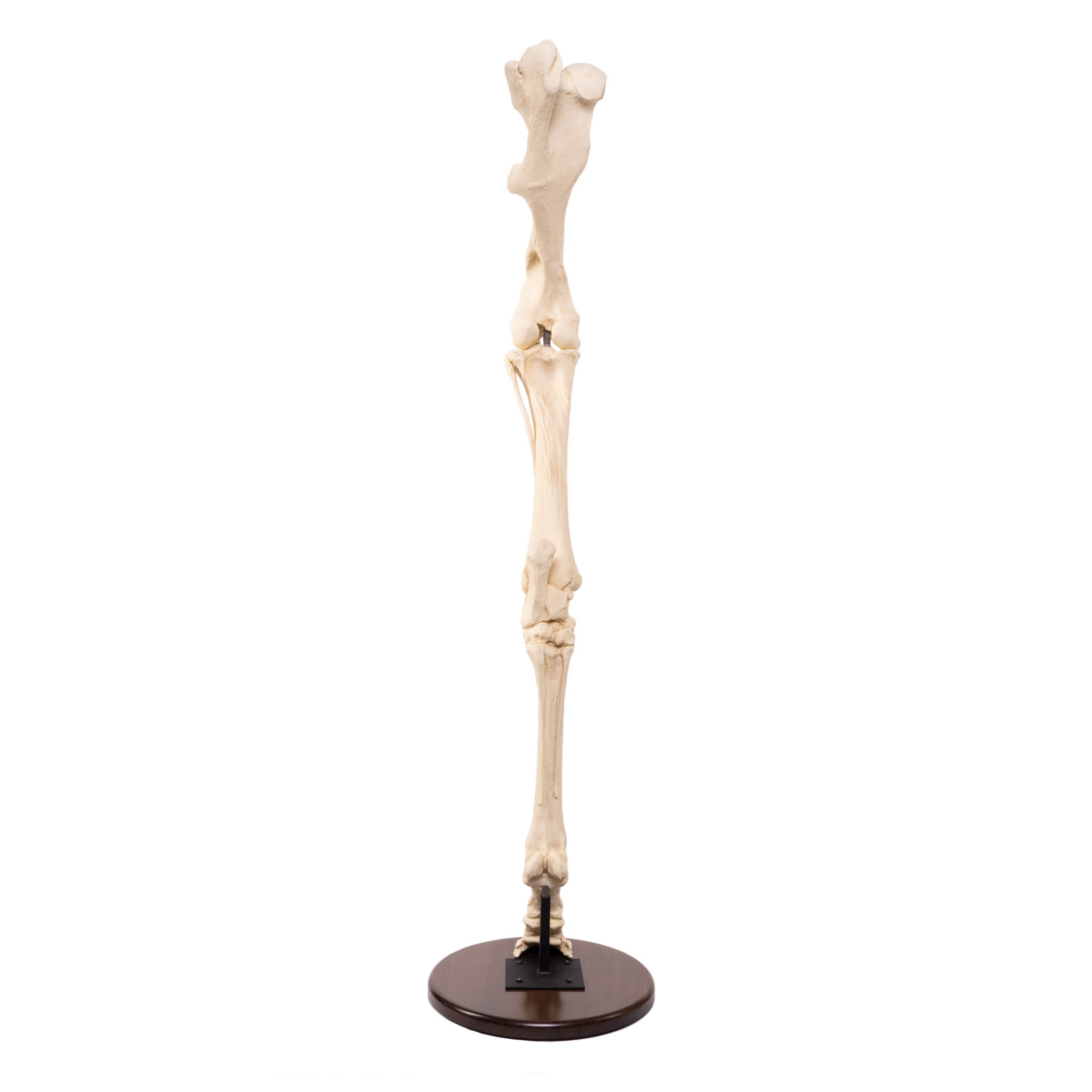 Replica Horse Hindlimb - Anatomically Accurate Model for Veterinary Study, Equine Anatomy Education & Animal Science Research | Perfect for Veterinary Schools, Anatomy Labs & Horse Training Demonstrations