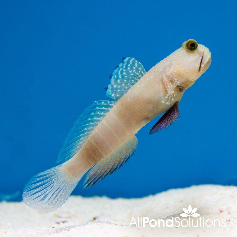 Yellow Watchman Goby Fish (Cryptocentrus cinctus) - Saltwater Aquarium Cleaner for Reef Tanks & Nano Aquascapes