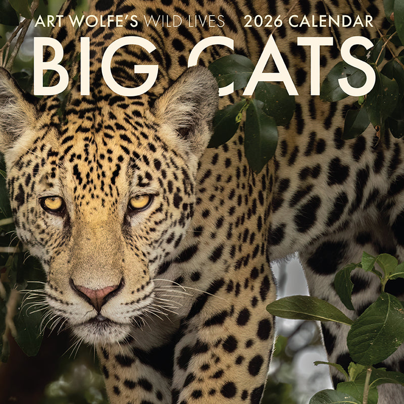 2026 Big Cats Wall Calendar - Stunning Wildlife Photography, Monthly Planner for Home & Office Decor, Perfect Gift for Animal Lovers