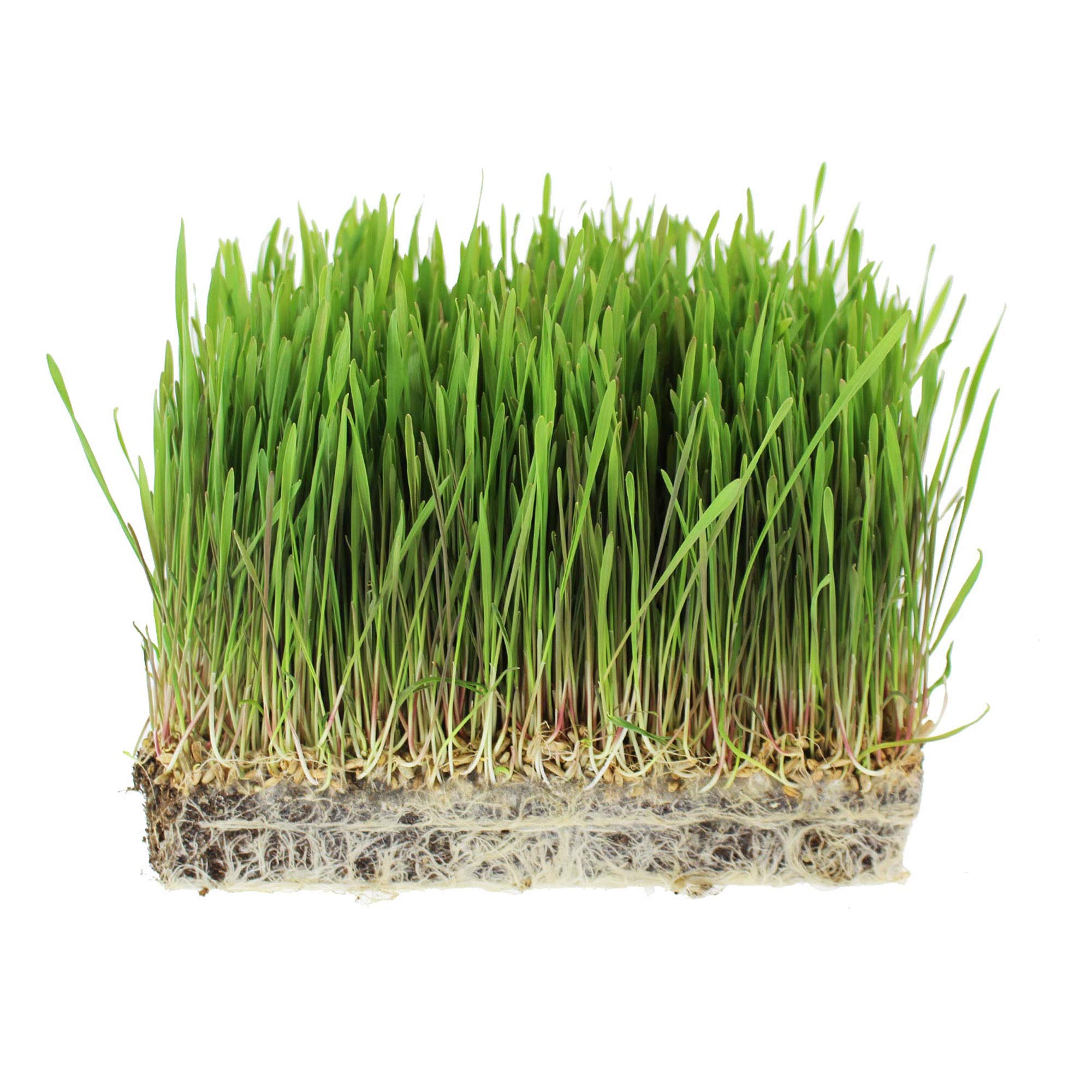 35 Lb Bulk Non-GMO Organic Hard White Wheat Kernels - Whole Wheat Grain & Heirloom Seeds for Sprouting, Wheatgrass, Bread Making | Perfect for Home Baking, Healthy Smoothies & Organic Gardening