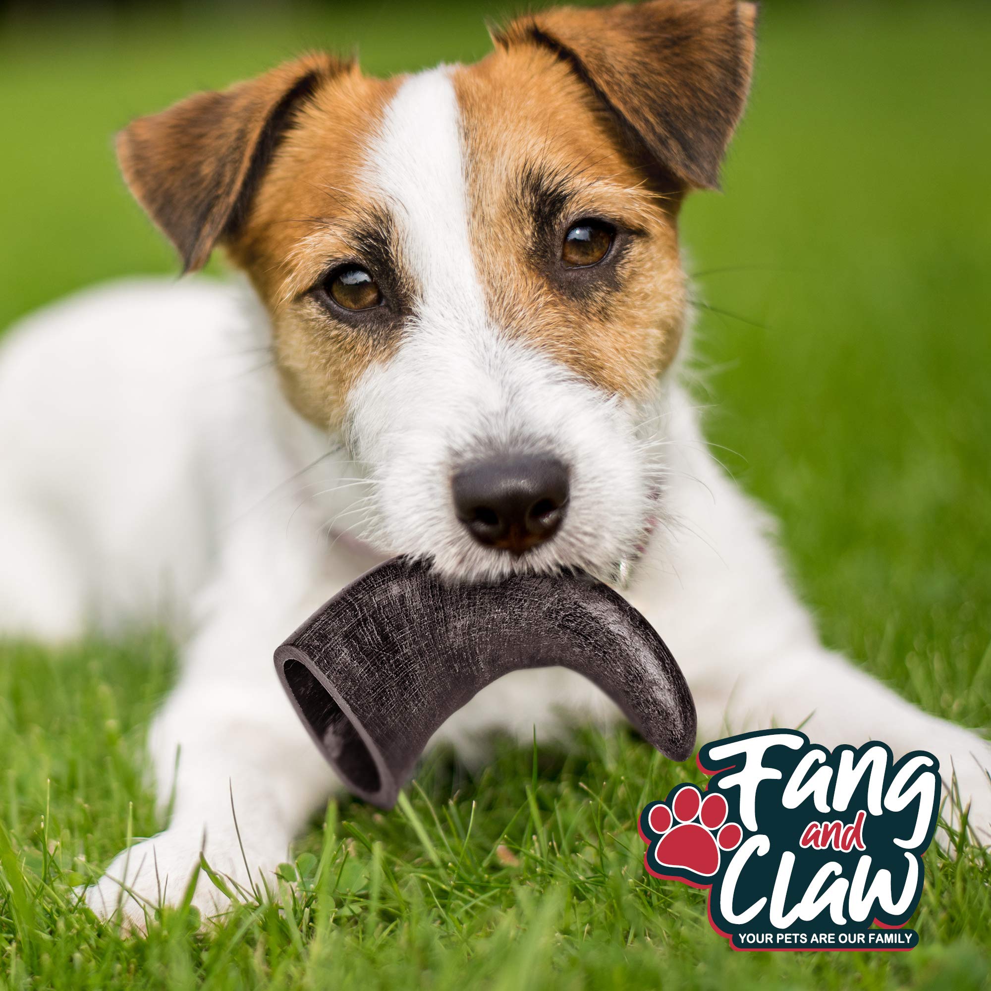 All-Natural Water Buffalo Horn Dog Chew 4 Pack (4
