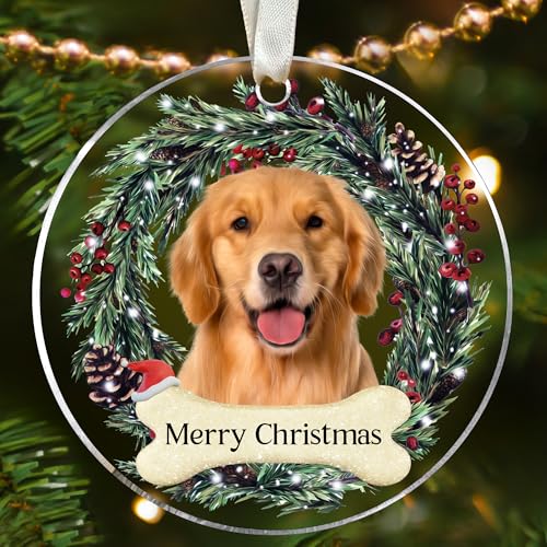 Dog Golden Retriever B