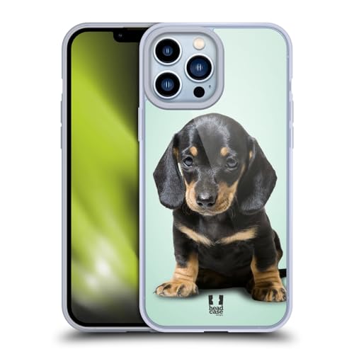 Sitting Dachshund Puppy