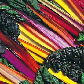 Bright Light Swiss Chard Heirloom Seeds - Non-GMO, Bulk 1 Lb Pack by Seed Kingdom - Perfect for Organic Gardening, Homegrown Vegetables & Fresh Salads