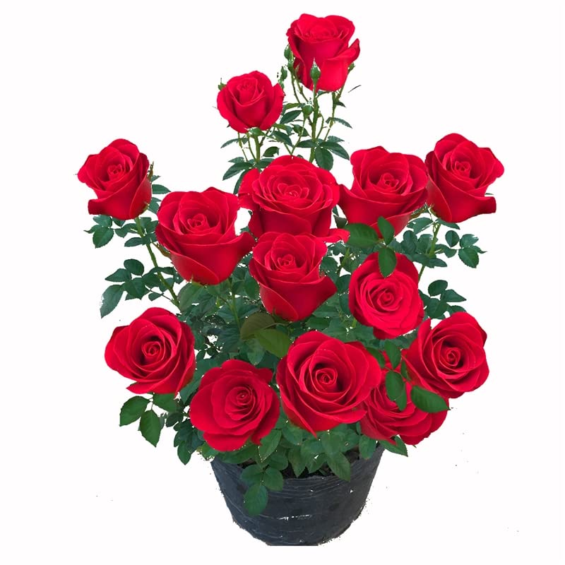 Premium Freedom Red Roses Seedlings - 2 Pack Live Rose Plants for Home Garden, Yard & Indoor Decor | Easy to Grow, No Pots Included | Perfect for Wedding Gifts, Landscaping & DIY Floral Arrangements
