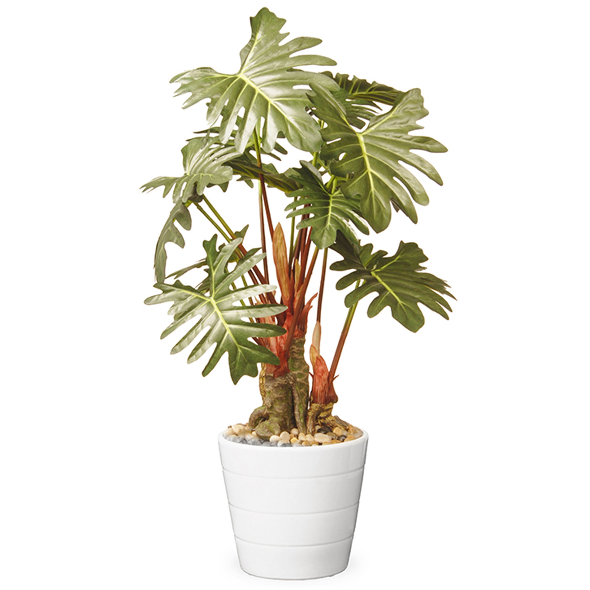 21 Inch Spring Potted Philodendron Plant - Indoor/Outdoor Decorative Houseplant in Ceramic Pot for Home, Office & Garden Decor