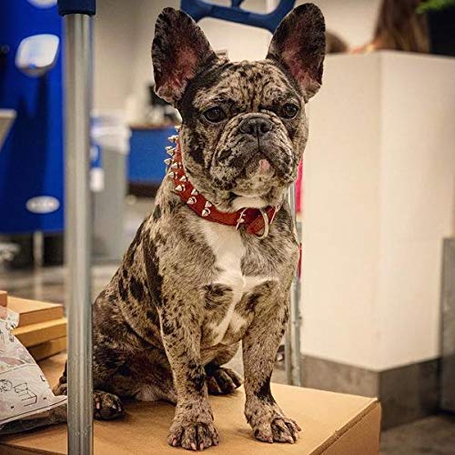 Bestia Frenchie Red Genuine Leather Dog Collar with Studs & Soft Padding - Durable & Comfortable for Small to Medium Dogs - Perfect for Daily Walks, Training & Fashion Accessories