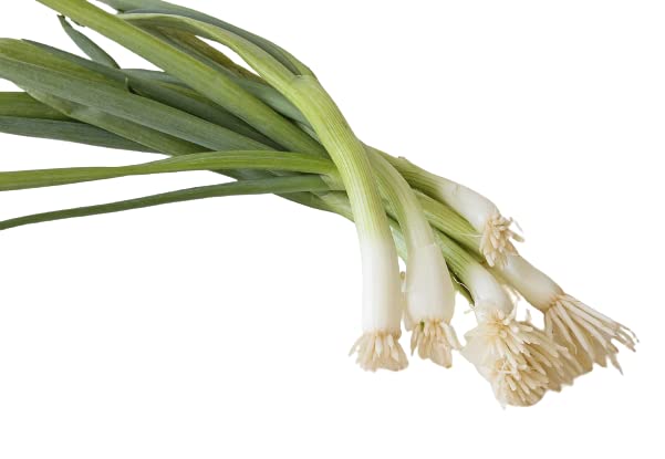 Organic Tokyo Long White Bunching Onion Heirloom Seeds - Non-GMO, 1g Packet for Home Gardening, Cooking & Fresh Salads