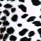 Snow Leopard Skin