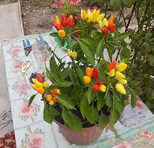 Non-GMO Mini Ornamental Pepper Seeds Mix - Indoor Decorative Vegetable Planting for Home Garden, Kitchen Herb Pots & DIY Gifts