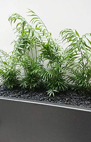 Neanthe Bella Parlor Palm - 3 Live Chamaedorea Elegans Plants in 6 Inch Pots - Air Purifying Indoor Houseplant for Home, Office & Living Room Decor