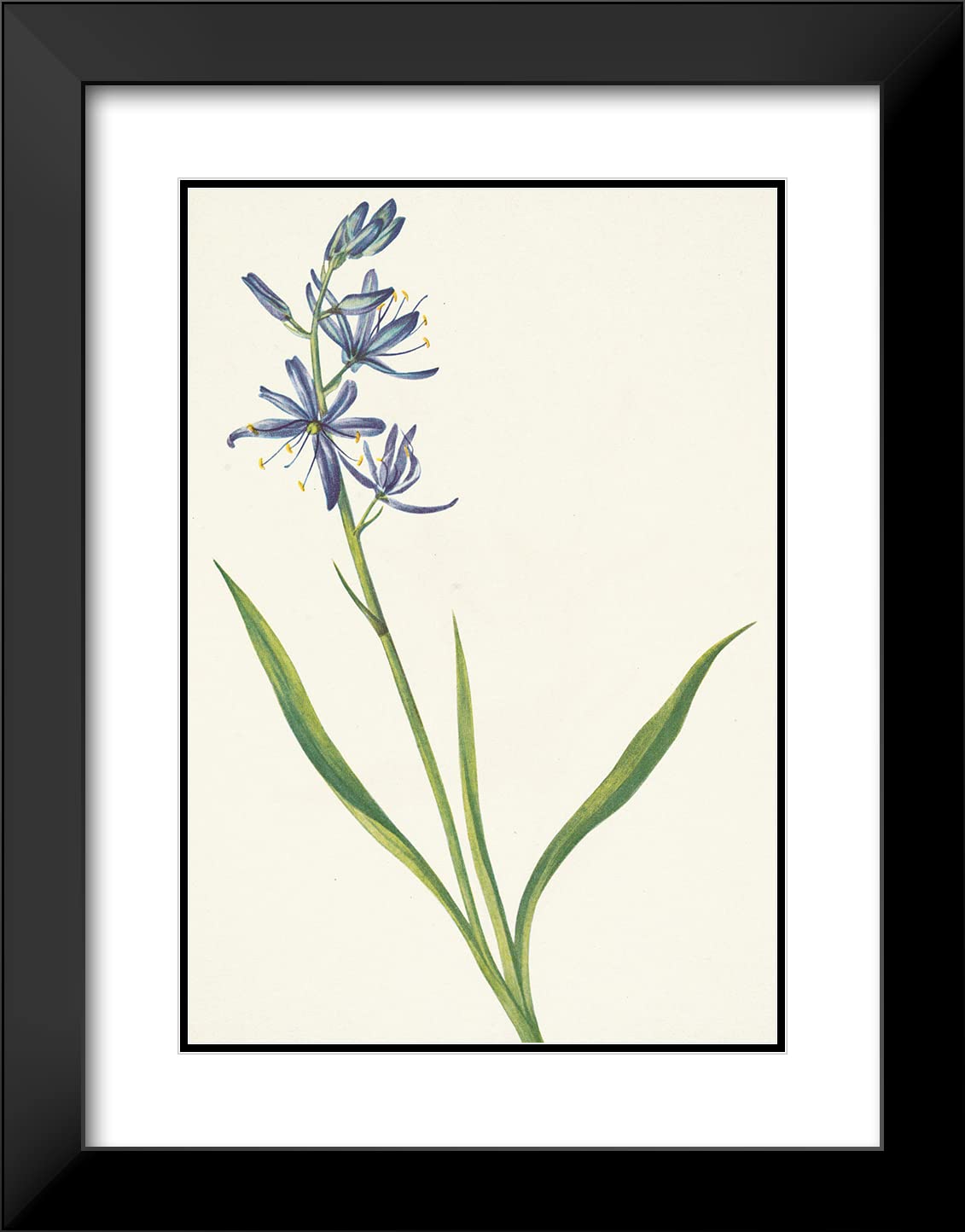 Mary Vaux Walcott 14x18 Inch Black Modern Framed Art Print - Camas Quamasia Quamash (1925) | Double Matted Museum Quality | Wall Decor for Living Room, Office & Gallery
