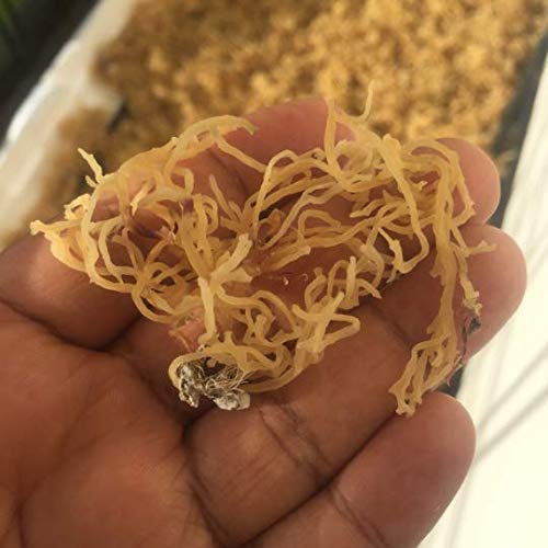 Organic Raw Wildcrafted Jamaican Sea Moss (Chondrus Crispus) - Sun-Dried, Nutrient-Rich Superfood - 4oz/113g - Dr. Sebi Approved - Clean Ocean Harvest | Perfect for Smoothies, Vegan Recipes & Immune Support