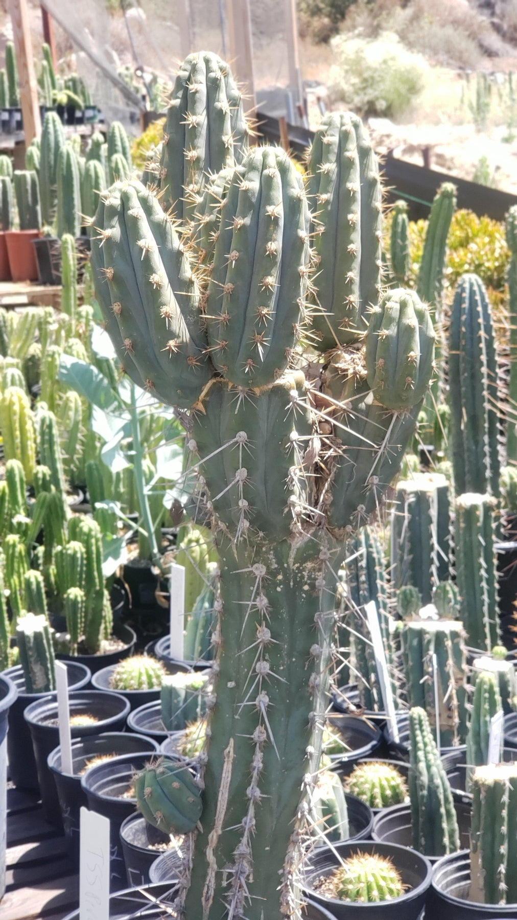 EC123 EXACT Trichocereus Peruvianus Swollen Cactus Cutting 5-6 Inches - Rare Live Succulent Plant for Home Decor & Gardening