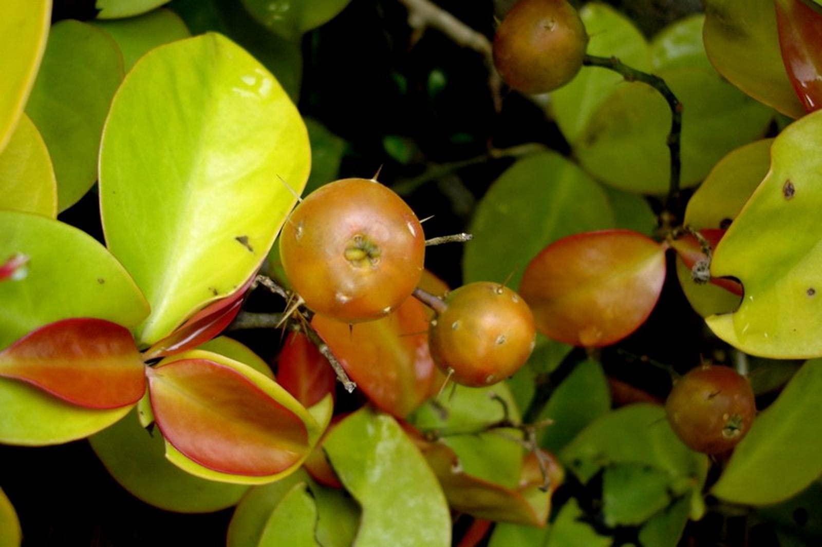 Exotic Live Cactus Plant - Pereskia Aculeata with Unique Fruits | Golden Climbing Vine Cactus | Live Succulent Plants & Seeds for Home Garden Decor, Indoor Greenery, or Tropical Landscaping