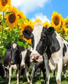 Sunflower Cows