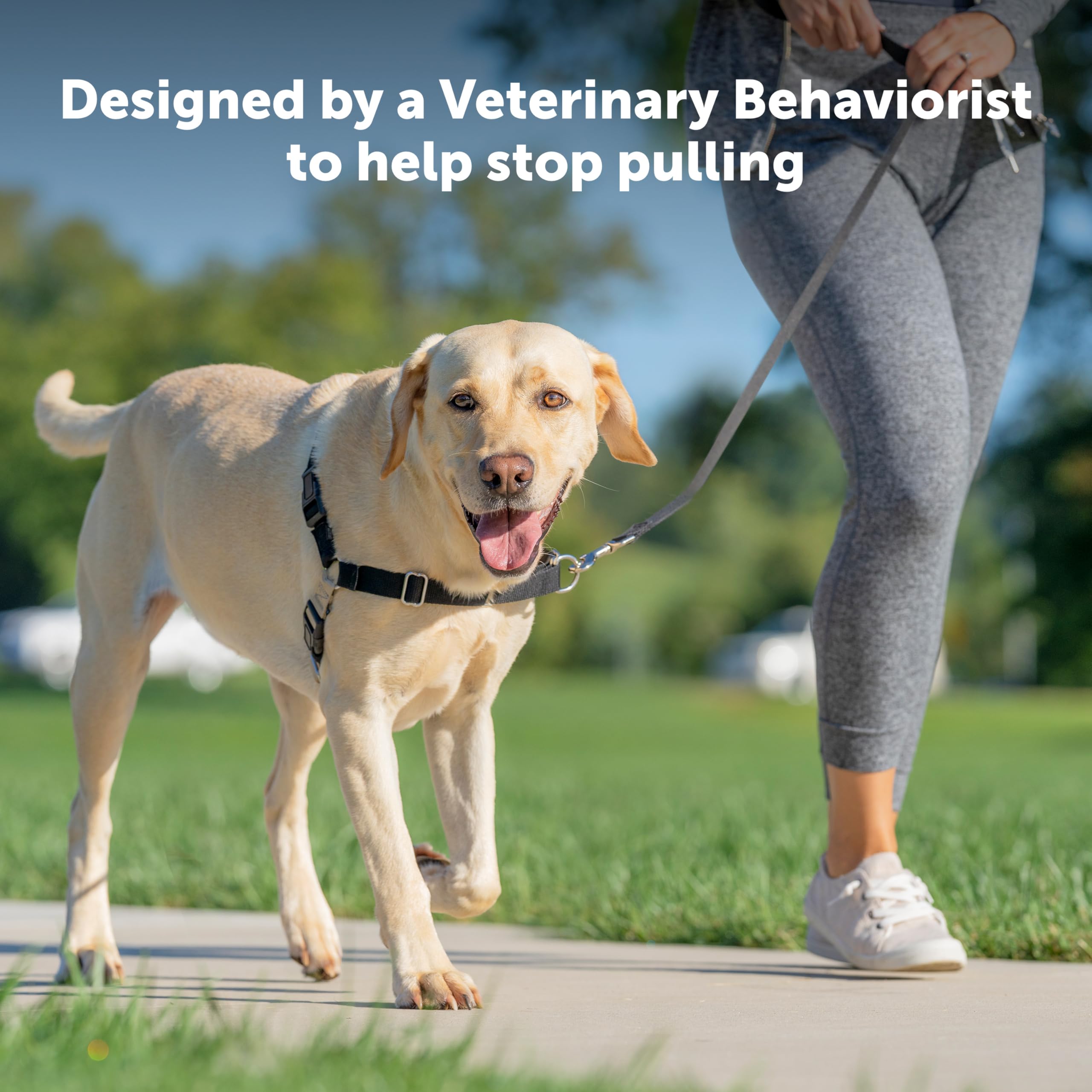 PetSafe Easy Walk No-Pull Dog Harness - Stop Pulling & Improve Leash Training - Comfortable Control for Small Dogs - Royal Blue/Navy Blue - Perfect for Walks, Hiking & Outdoor Adventures
