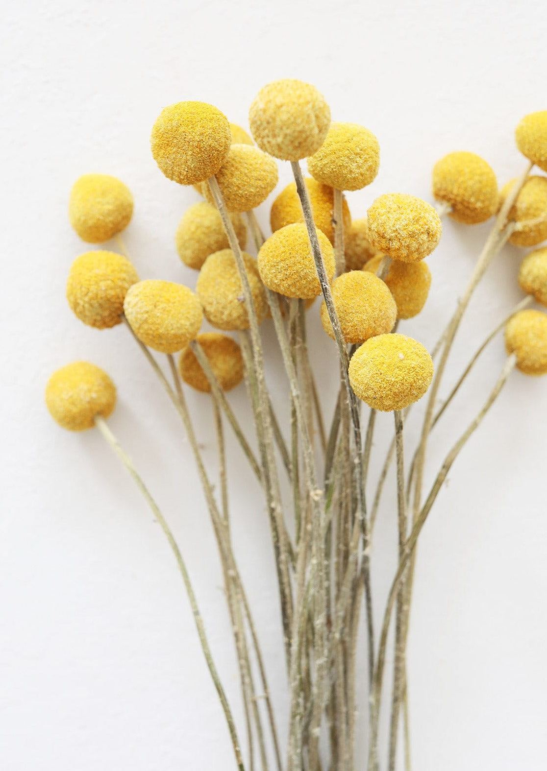 25 Pack Dried Craspedia Billy Buttons - 18-26 Inch Natural Yellow Flowers for Wedding Bouquets, Home Decor & DIY Crafts