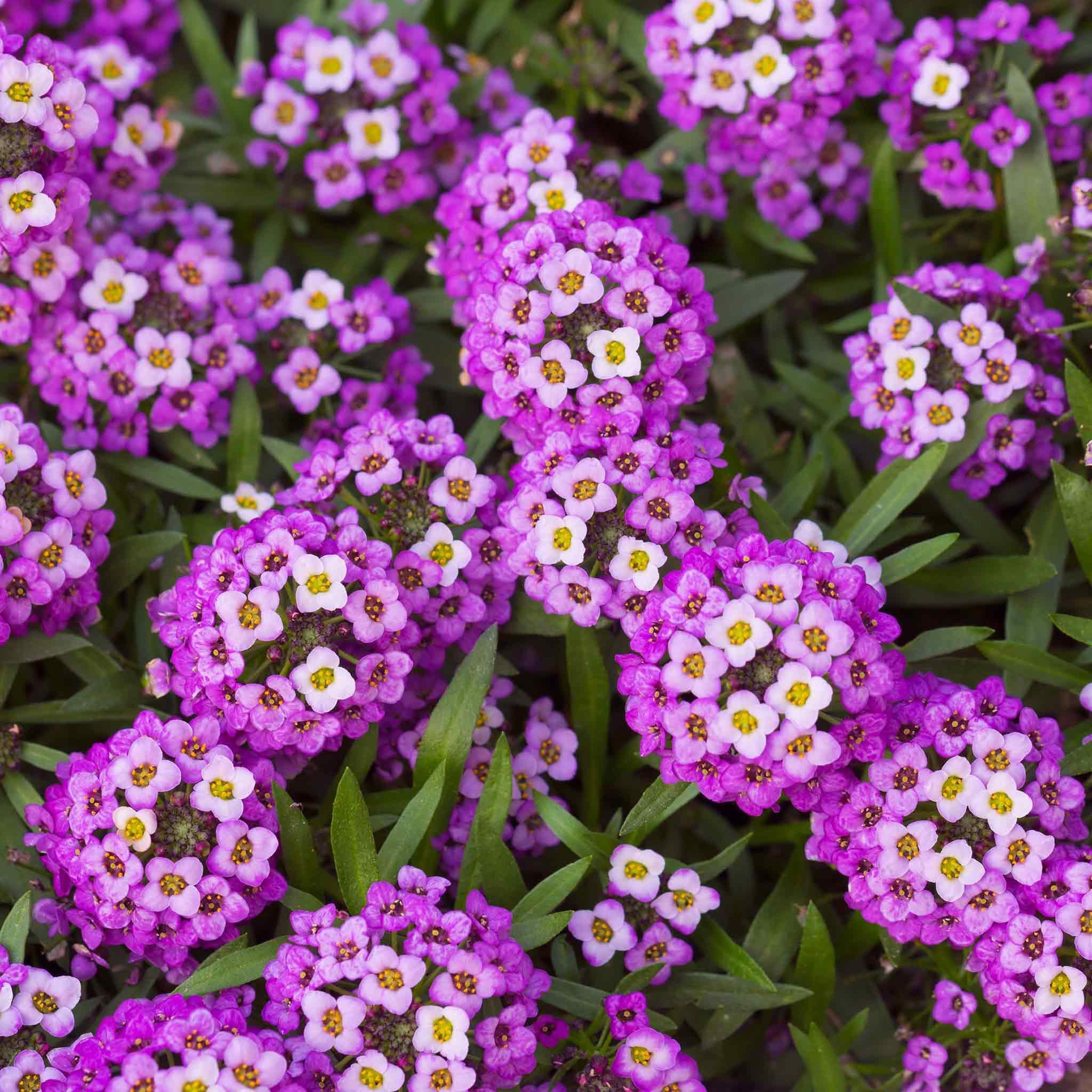 Eden Brothers Sweet Alyssum Seeds (Dwarf Variety) - Royal Carpet Flower Seeds for Garden, Landscaping & Ground Cover | Perfect for Borders, Containers & Rock Gardens
