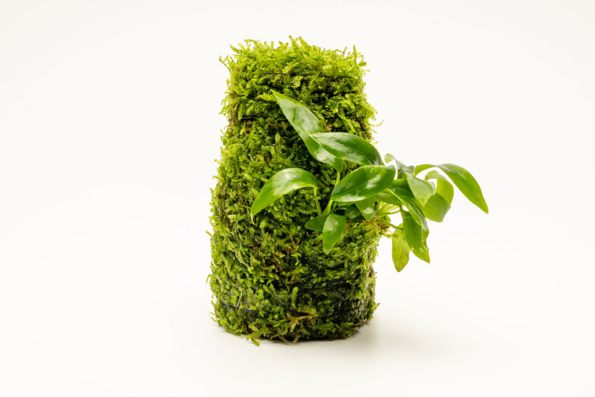 Anubias Minima Moss Tower for Aquarium - Live Aquatic Plant Decor for Fish Tank, Terrarium & Paludarium - Perfect for Shrimp, Betta & Nano Tanks