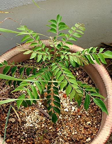 Organic Curry Leaf Plant (Murraya Koenigii) in Black Pot - Sweet Neem Herb for Cooking | Fresh Homegrown Indian Spice Plant | Perfect for Kitchen Gardens, Balcony Gardening & Ayurvedic Herbs
