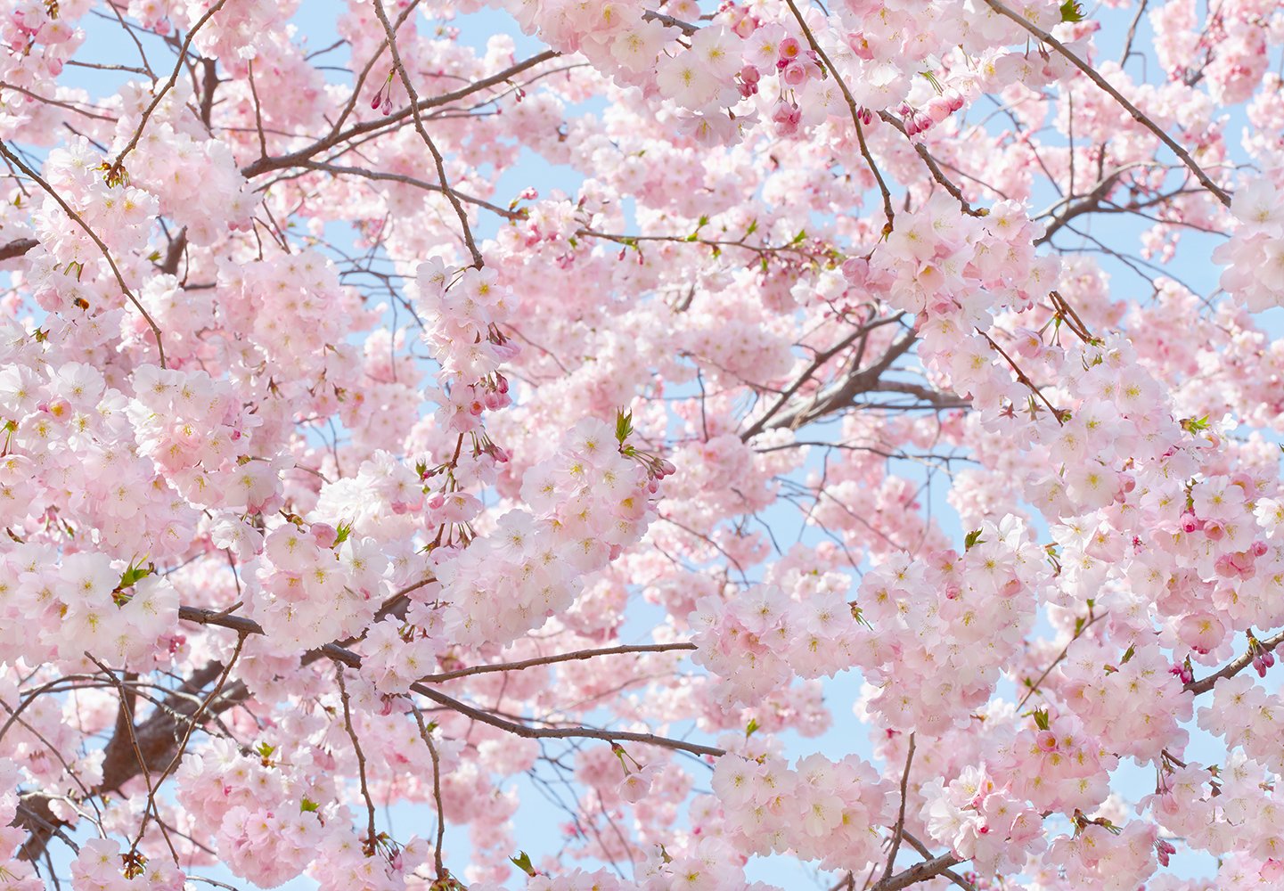 Wizard & Genius DM155 Blossoms Wall Mural - Pink Floral Wallpaper for Home Decor | Perfect for Bedroom, Living Room & Nursery