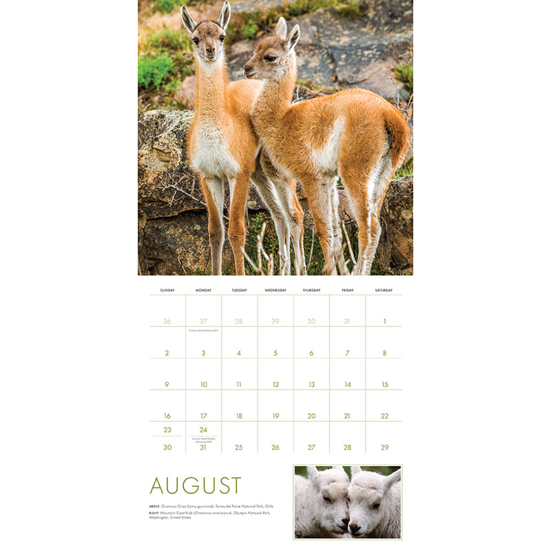 2026 Baby Animals Wall Calendar - Cute Animal Theme for Home, Office & School - Perfect for Planning & Decor
