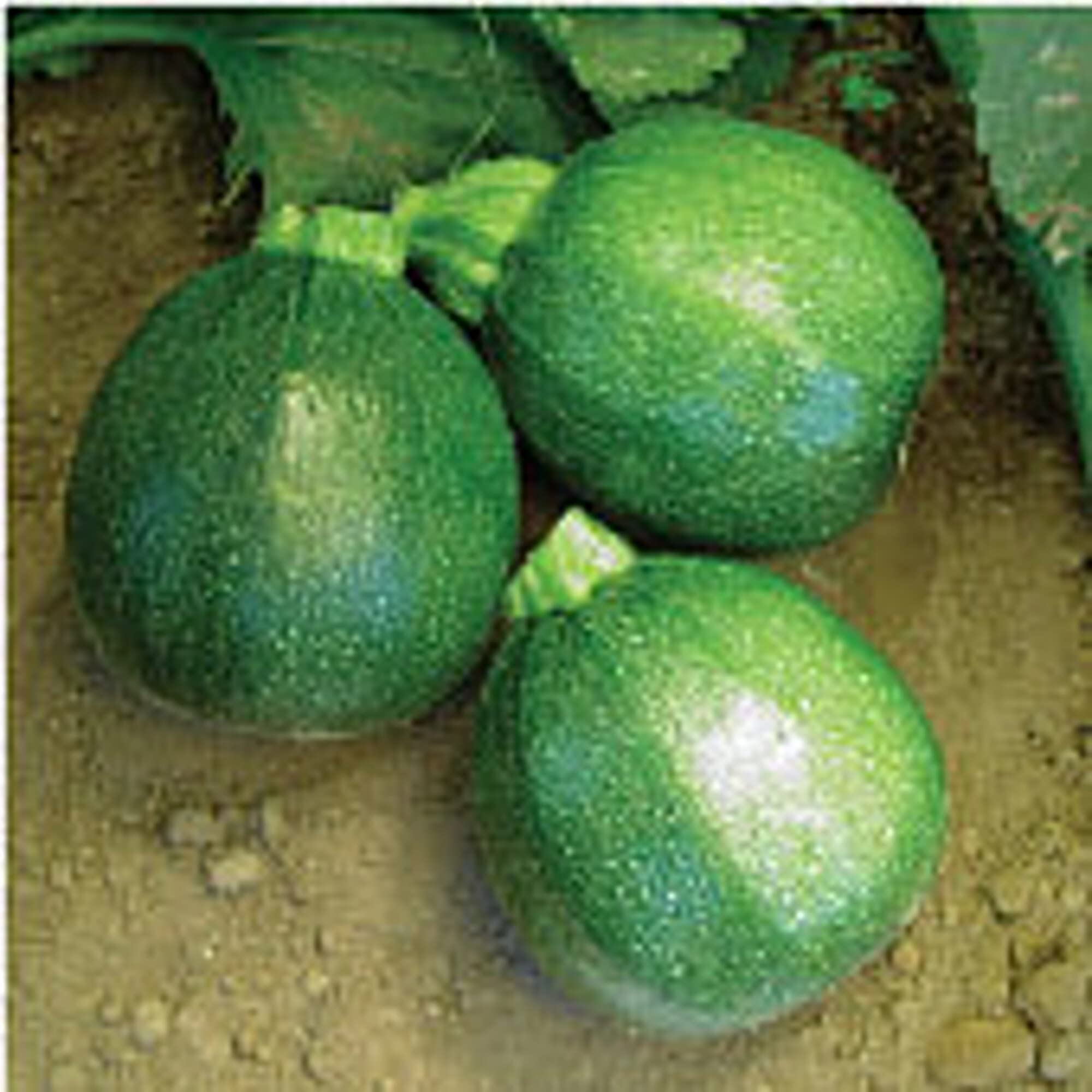 Organic Round Zucchini Squash Seeds (20+ Seeds) - Non-GMO Heirloom Vegetable Seeds for Planting | Home Garden, Greenhouse & Container Gardening | Fresh Salad & Healthy Cooking Ingredients
