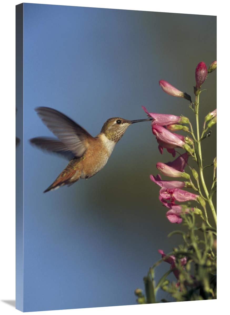 24x36 Inch Rufous Hummingbird Feeding on Flowers Art Print - New Mexico Wildlife Photography by Tim Fitzharris - Perfect for Home Decor, Office Wall Art & Nature Lover Gifts