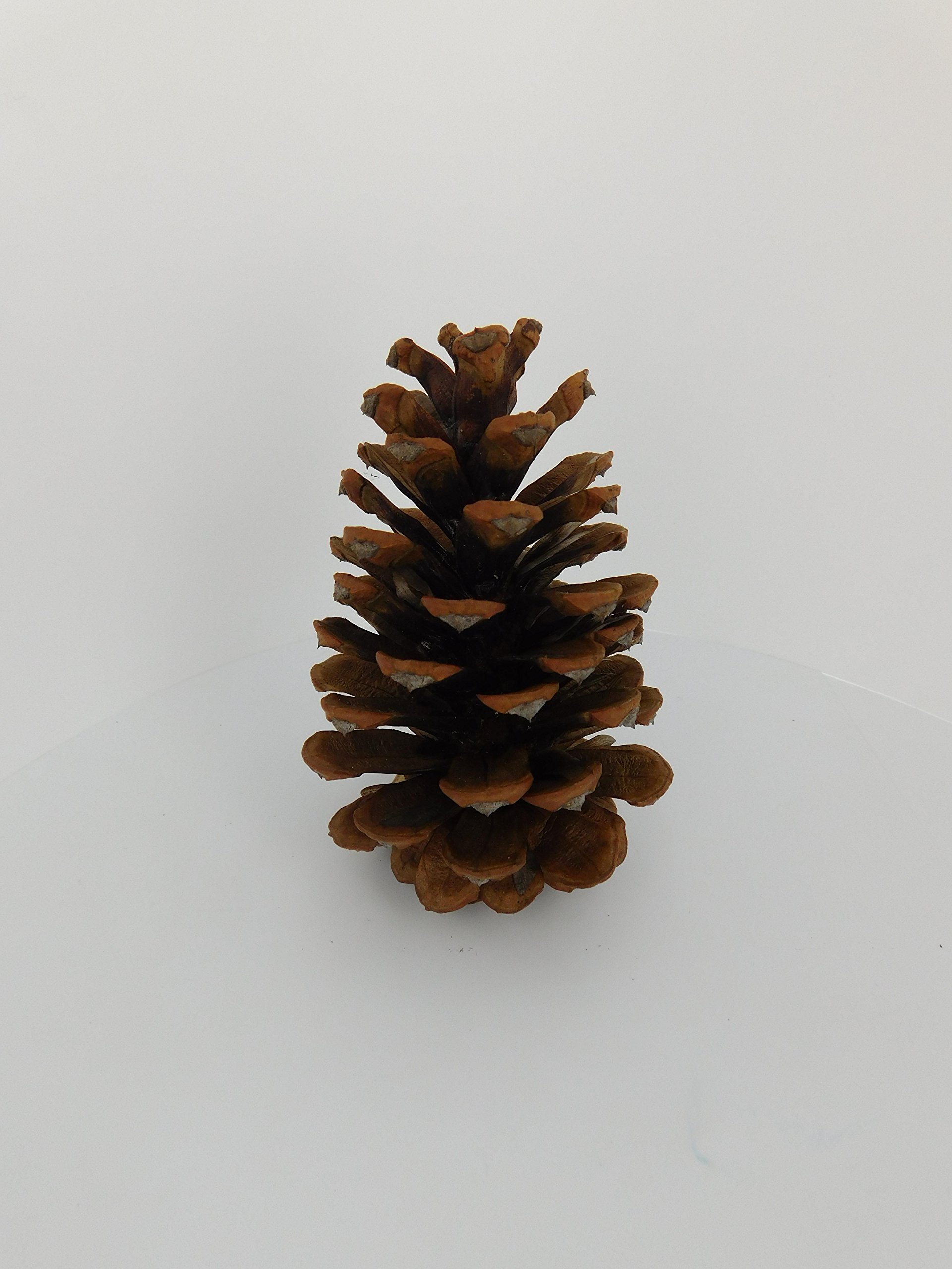 12 Ponderosa Natural Pine Cones 3