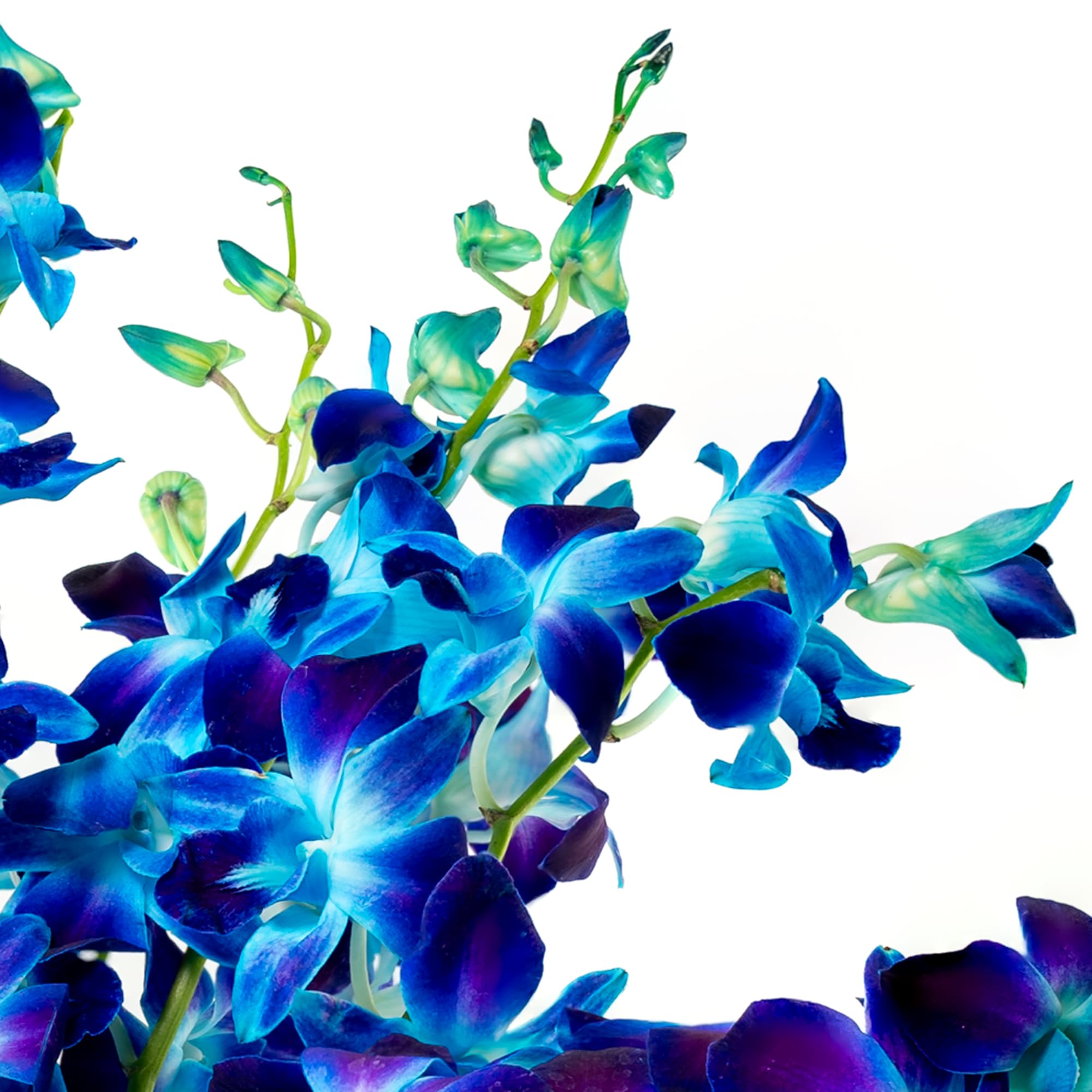 Premium Fresh Cut Blue Orchid Bouquet - 10 Stems Wedding Flowers for Birthdays, Anniversaries & Special Gifts | Long-Lasting Elegant Floral Arrangement for Home Decor, Centerpieces & Romantic Surprises