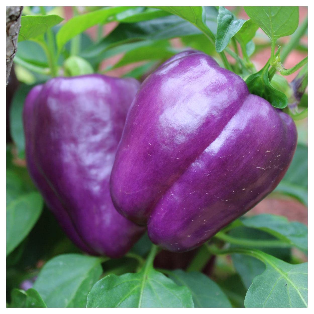 Everwilde Farms - 25 Purple Beauty Sweet Pepper Seeds - Non-GMO, Heirloom, Gold Vault Jumbo Seed Packet for Home Gardening, Container Planting & Fresh Salads