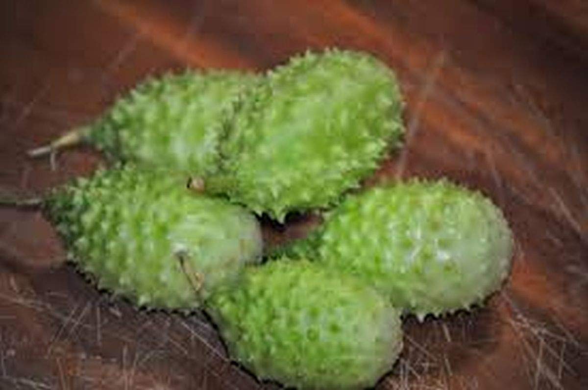 West Indian Gherkin Seeds (10 Count) - Small Tasty Cucumber Variety for Pickling & Salads - Perfect for Home Gardens, Containers & Fresh Eating