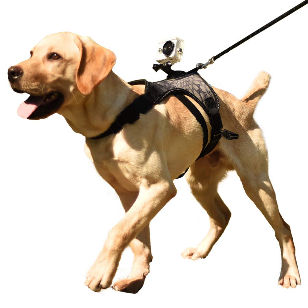 Balacoo Dog Fetch Harness with Camera Mount - Adjustable Puppy Vest for Small Dogs, Outdoor Dog Walking Belt & Treat Dispenser - Perfect for Hiking, Training, and Adventure Photography
