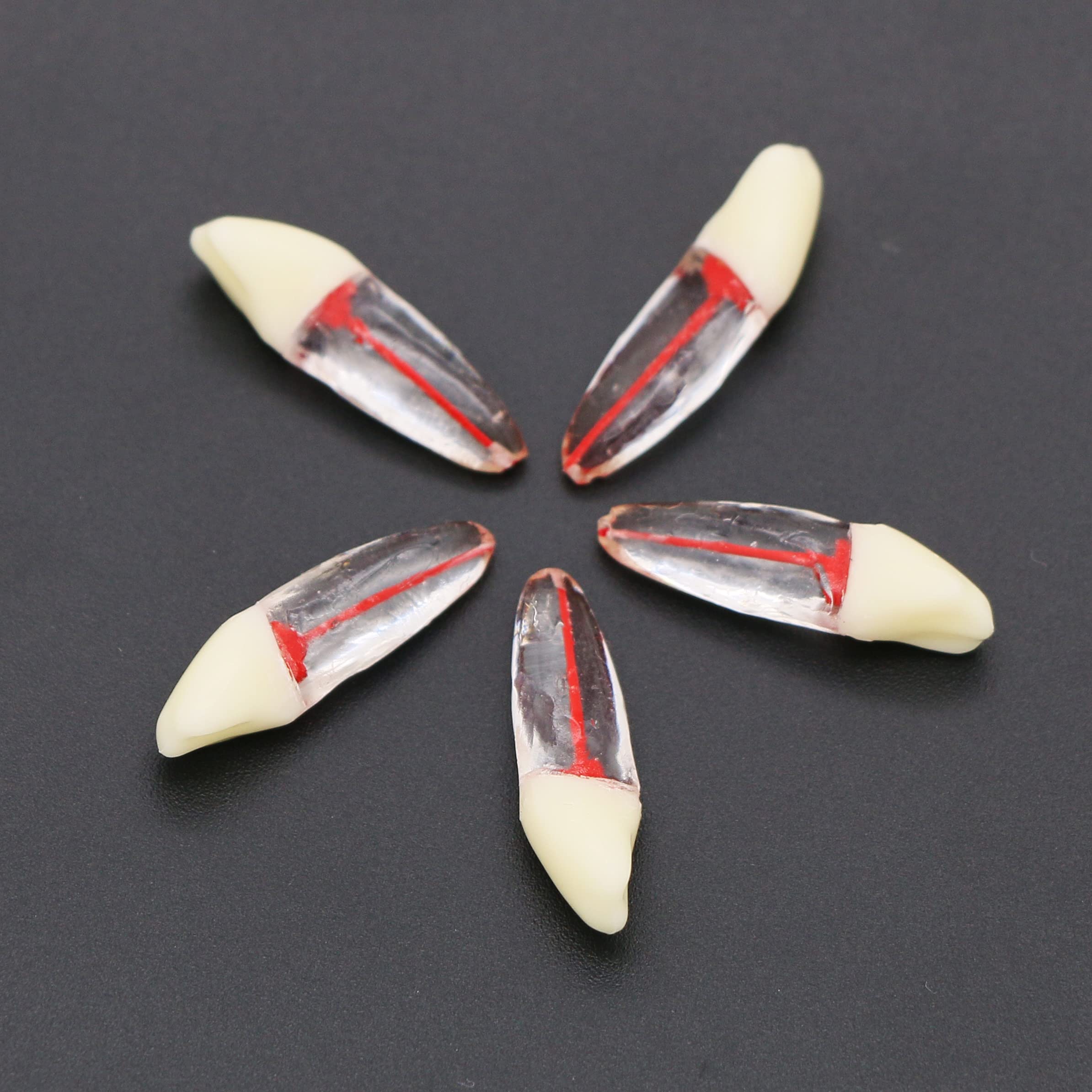 10Pcs Dental Root Canal Model Endodontic File Set for RCT Practice, Teaching & Study - M807 33# - Perfect for Dental Students, Professionals & Training Courses