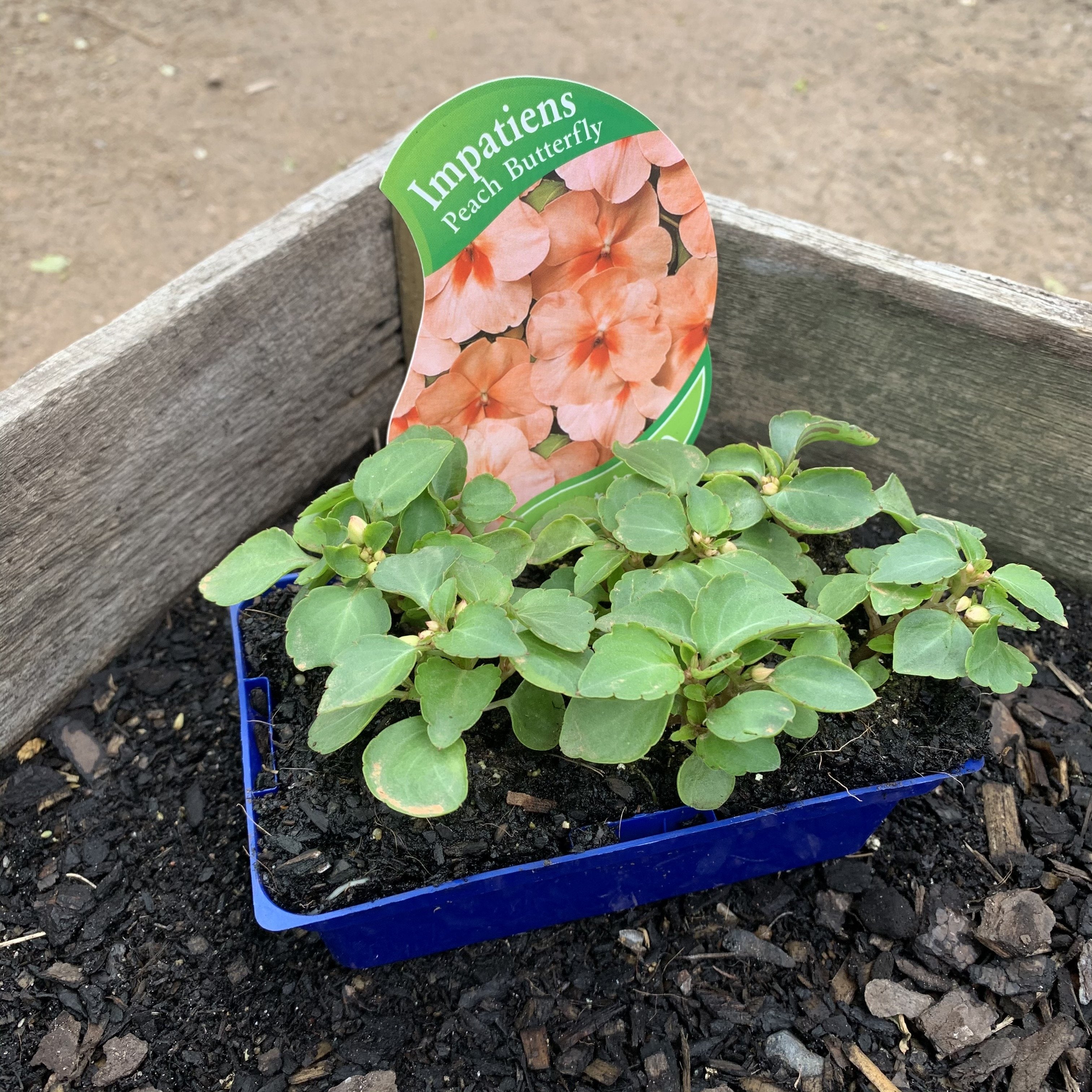 Impatiens ‘Peach Butterfly’ - Beautiful Flowering Plant for Gardens, Patios & Balconies | Perfect for Outdoor Decor & Landscaping
