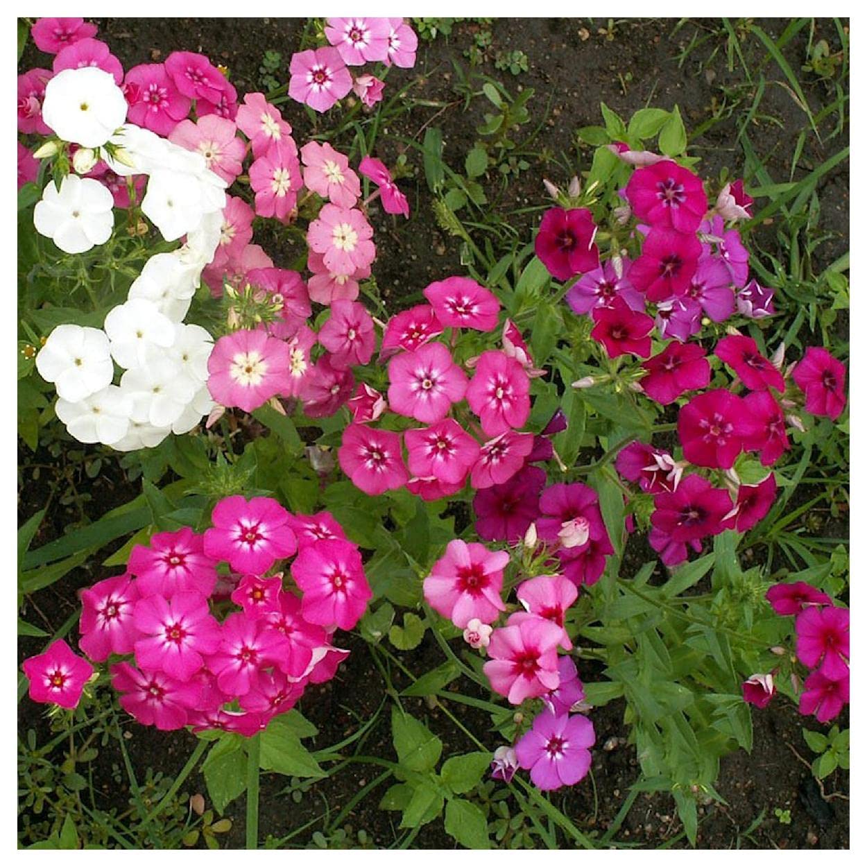 Everwilde Farms 1/4 Lb Mixed Annual Phlox Native Wildflower Seeds - Gold Vault Pack - Perfect for Garden Beds, Borders & Pollinator Gardens