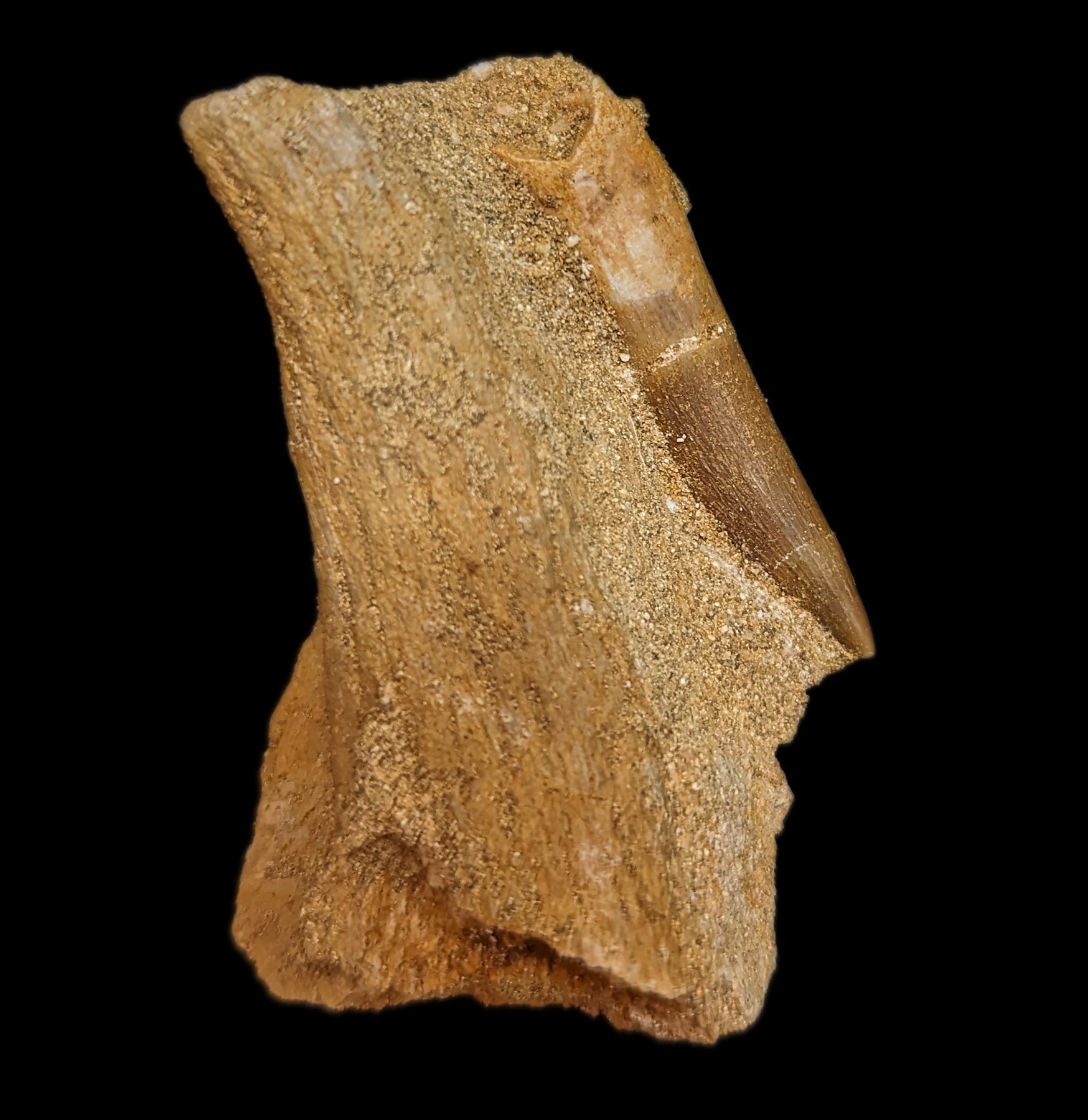 Authentic Elasmosaurus Dinosaur Tooth Fossil in Natural Matrix - Perfect for Paleontology Collectors & Dinosaur Enthusiasts - Great for Home Display, Educational Use & Gift Giving
