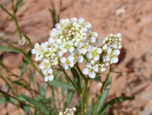 1000 FINE Curled Peppergrass Seeds - Lepidium Sativum (Peppercress/Watercress) - Organic Vegetable Sprouting Seeds for Salads, Sandwiches & Healthy Microgreens - Perfect for Home Gardening & Hydroponics