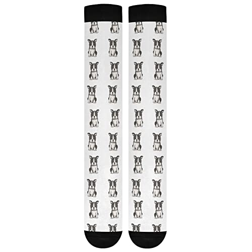 Animal Boston Terrier