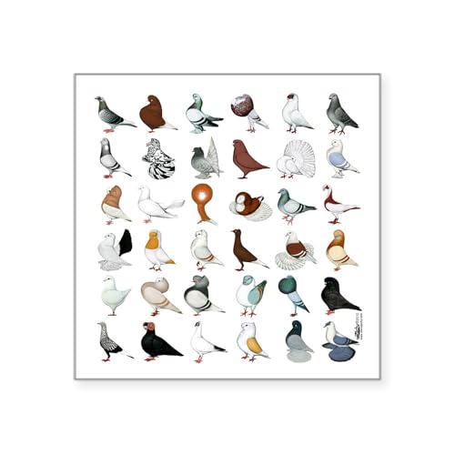 White - 36 Pigeon Breeds Square Sticker 3 X 3