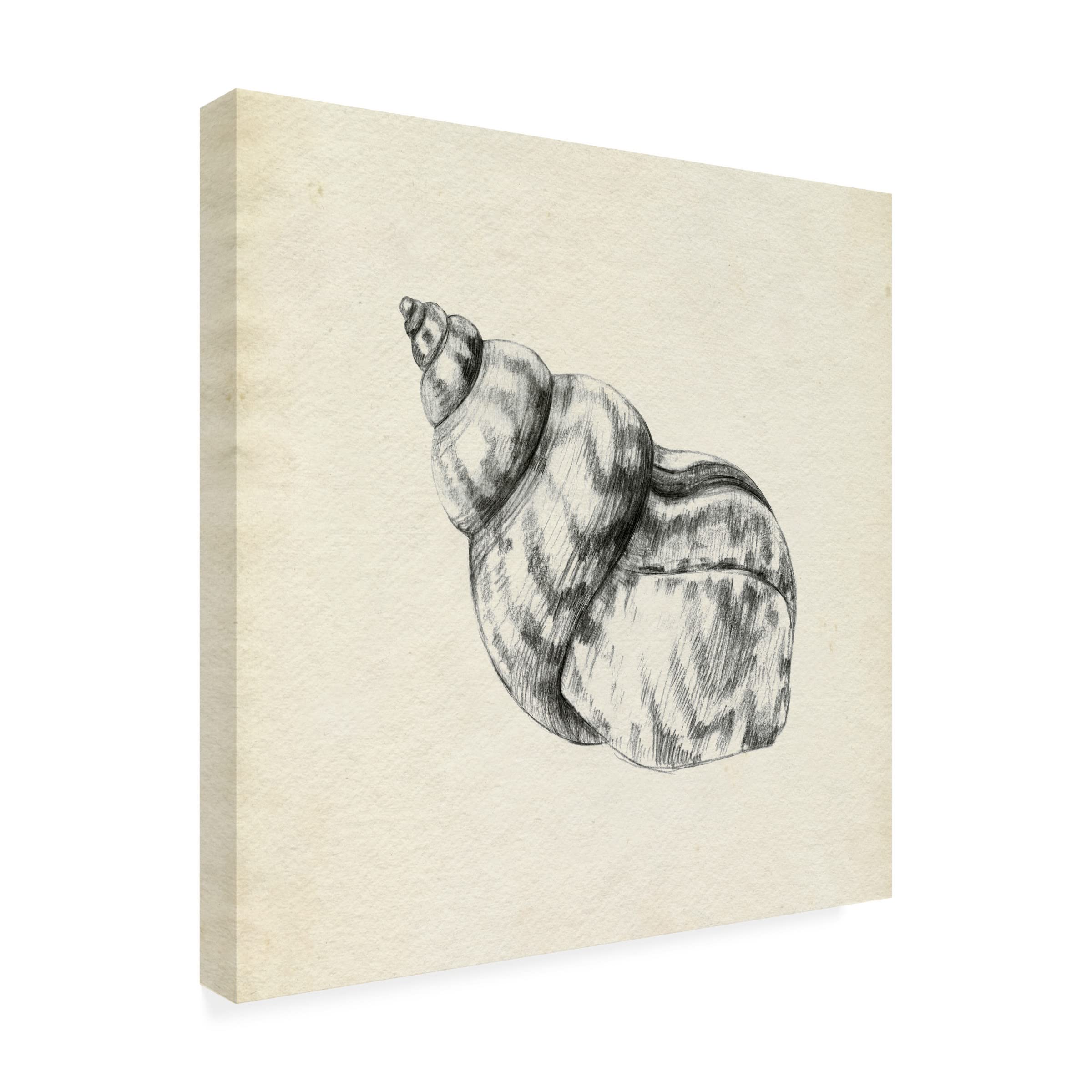 Emma Caroline 'Seashell Pencil Sketch III' Canvas Wall Art Print - Coastal Beach Decor for Living Room, Bedroom & Office