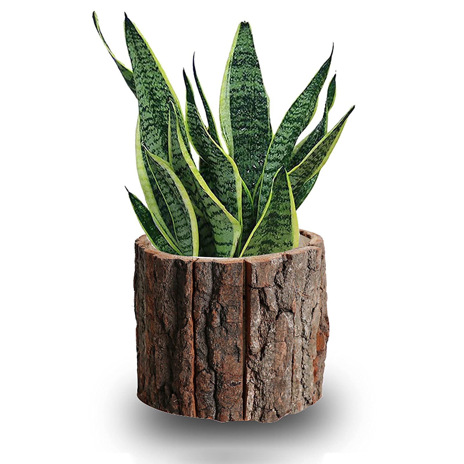 Camphor Wood Vertical Log Planter - Small Rustic Succulent & Flower Pot for Indoor/Outdoor Garden Decor (7x5 inch) - Perfect for Windowsills, Balconies & Patio Plant Displays