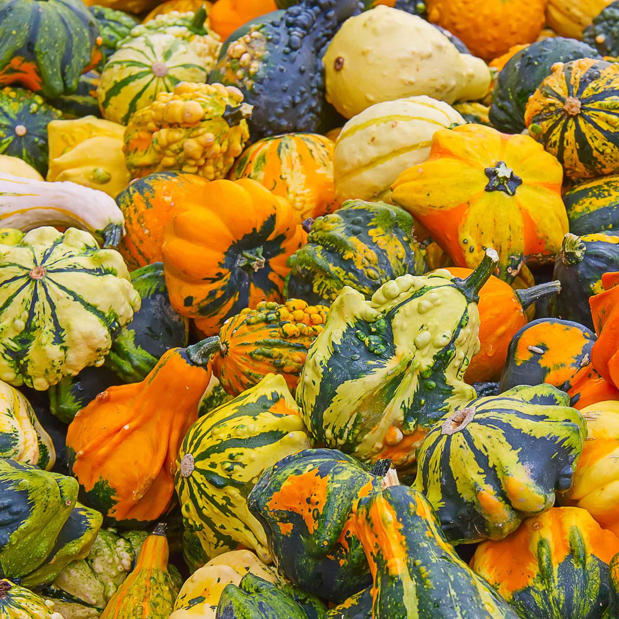 Eden Brothers Gourd Seeds - Small Mix Variety Pack for DIY Crafts, Fall Decorations & Home Gardening | Perfect for Halloween, Thanksgiving & Garden Projects