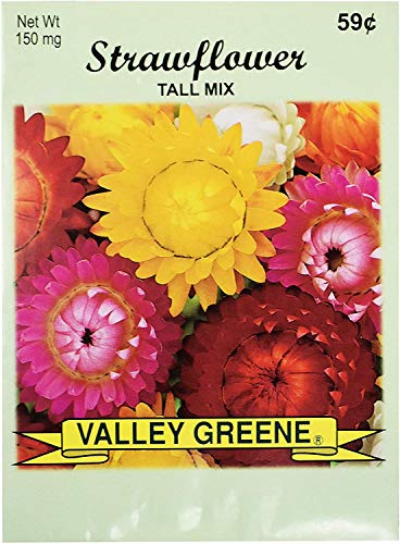 Strawflower - Tall Mix