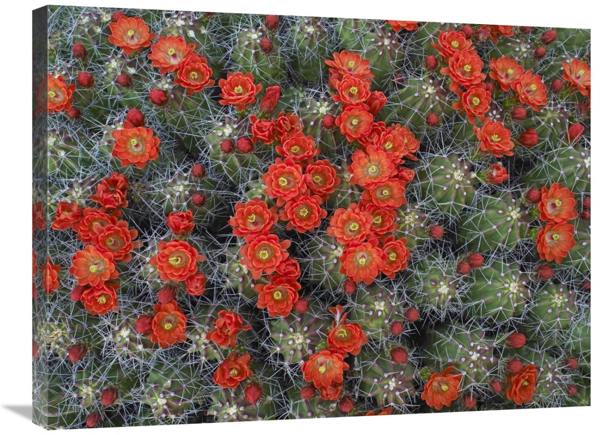 Global Gallery Claret Cup Cactus Flower Bloom Canvas Art Print - 32x24 Inches - North American Desert Plant Wall Decor for Living Room, Office & Bedroom