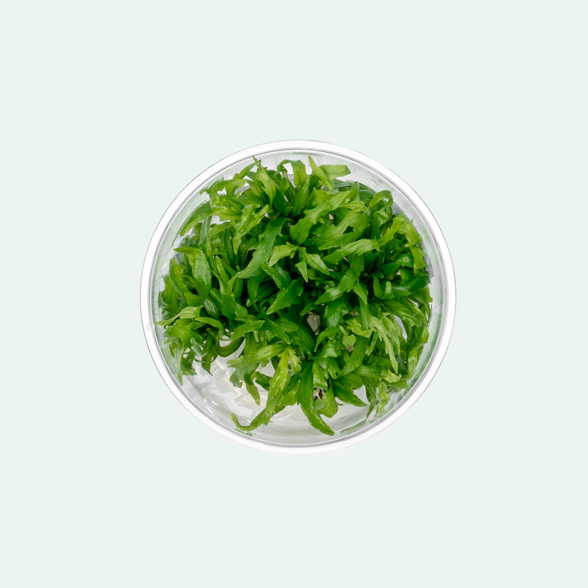 Hygrophila Odora Tissue Culture - Live Aquatic Plant for Freshwater Aquariums | Easy Care & Fast Growing | Perfect for Fish Tanks, Aquascaping & Planted Aquariums