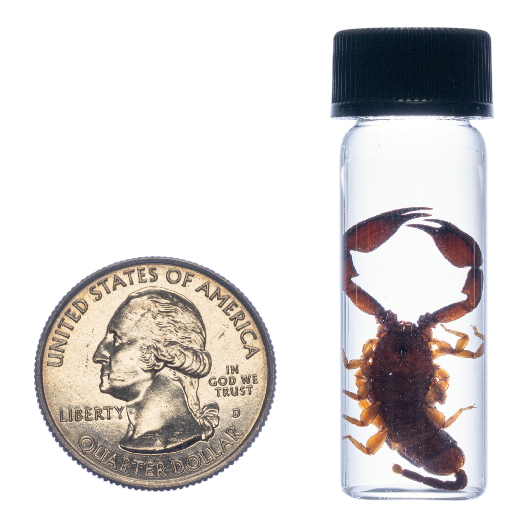 Authentic Thailand Scorpion Wet Specimen - Preserved Biological Specimen for Science, Education & Collectors | Perfect for Classroom Labs, Research & Oddity Collections