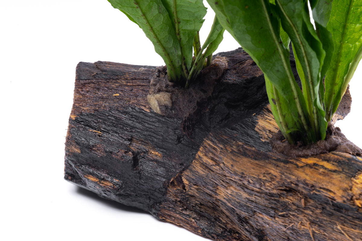 Microsorum Pteropus Java Fern on Driftwood - Perfect for Aquascaping & Natural Fish Tank Decor