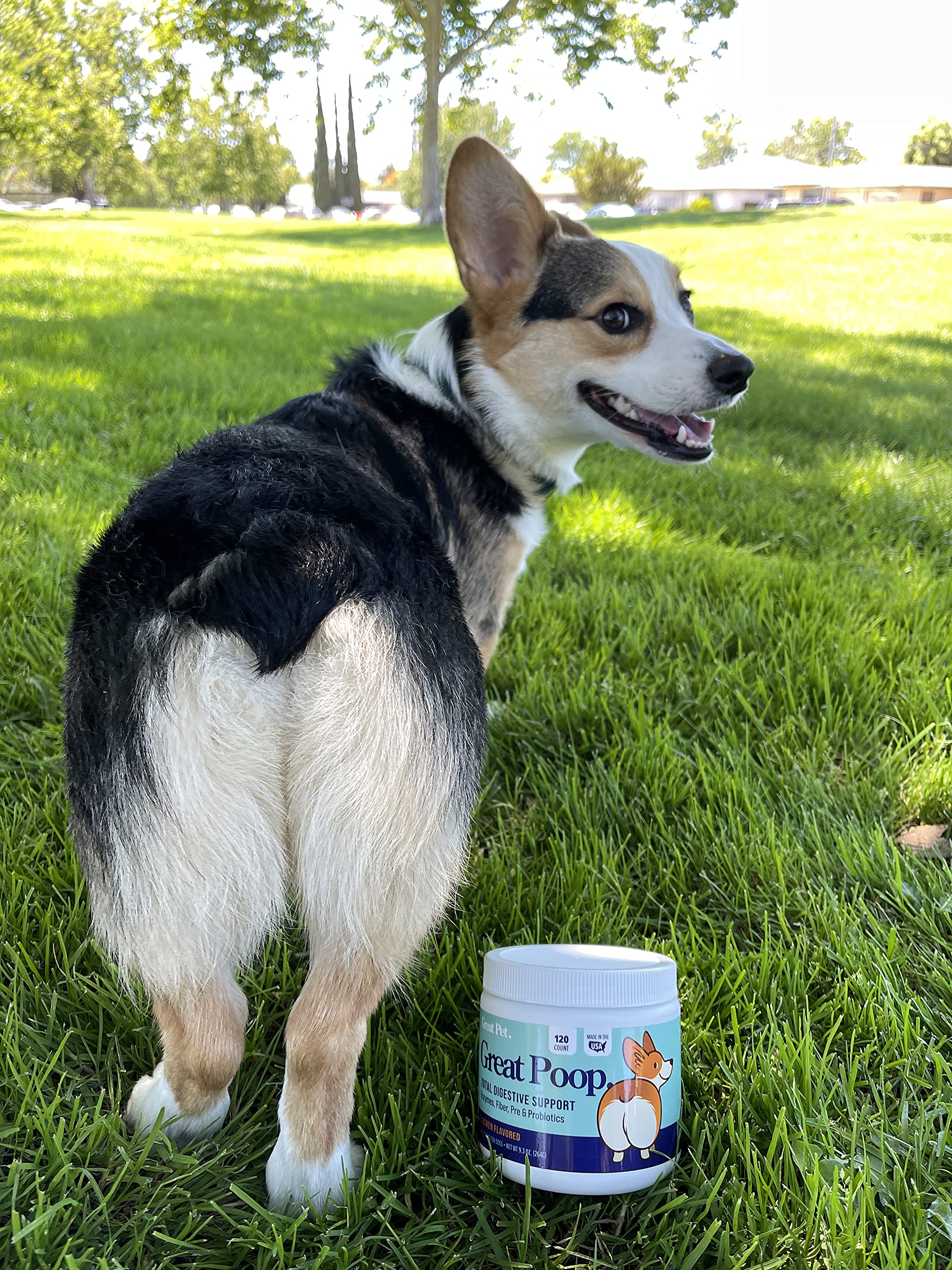 Premium Probiotic Soft Chews for Dogs - Digestive Health Supplement with Probiotics, Prebiotics & Enzymes for Gut Balance, Firm Stools & Diarrhea Relief - Chicken Flavor Dog Treats - Supports Digestion During Diet Changes & Stressful Situations